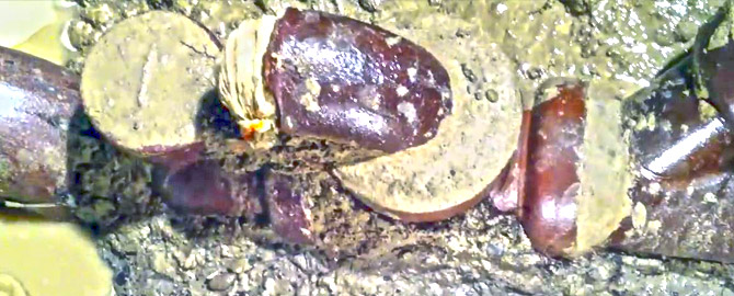 image of a damaged building trap in the ground infront of a scarborough property during replacement